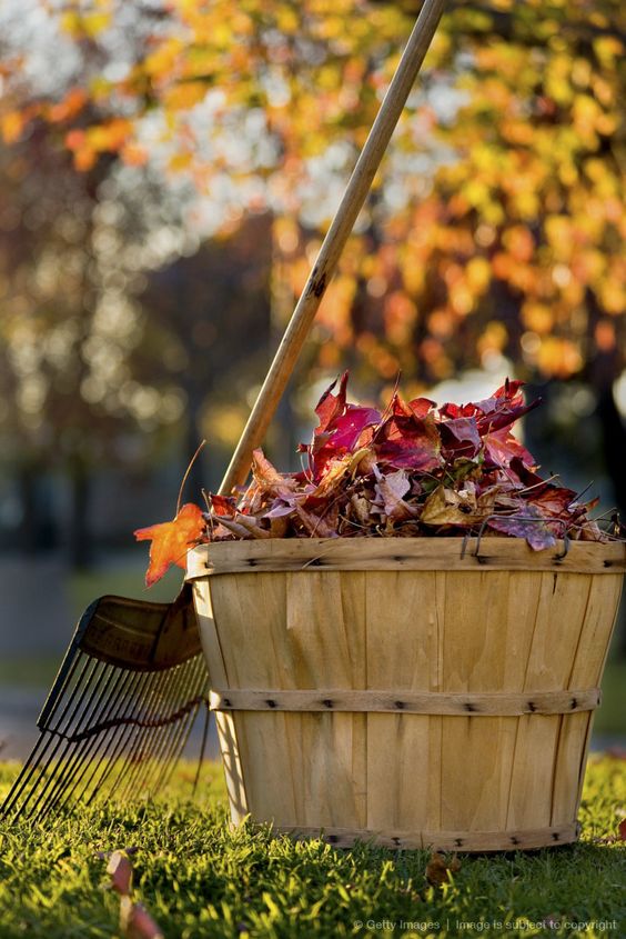 Bucket of fall leaves